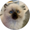 Arezo soley profile picture
