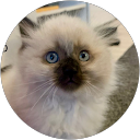 Arezo soley profile picture